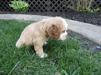 Beau, a male Cocker Spaniel for sale in Shipshewana, IN – Photo 4 of 4