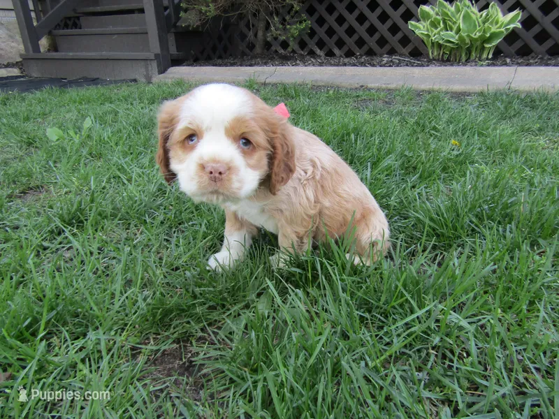 Beau – Cocker Spaniel puppy for sale in Shipshewana, IN