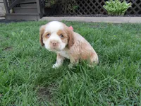 Beau, a male Cocker Spaniel for sale in Shipshewana, IN – Photo 1 of 4