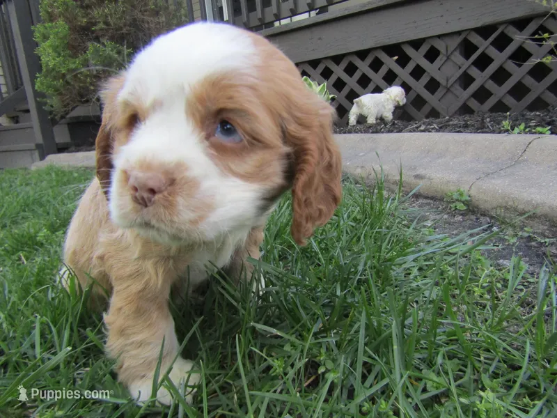 Beau – Cocker Spaniel puppy for sale in Shipshewana, IN