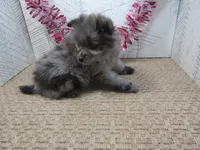 Austin, a male Pomeranian for sale in Shipshewana, IN – 2 of 5