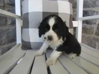 Charles , a male Cocker Spaniel for sale in Shipshewana, IN – 4 of 5