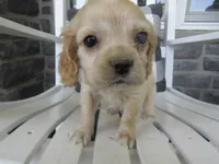 Janna, a female Cocker Spaniel for sale in Shipshewana, IN – 2 of 4