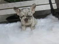 Brody, a male French Bulldog for sale in Shipshewana, IN – 4 of 7