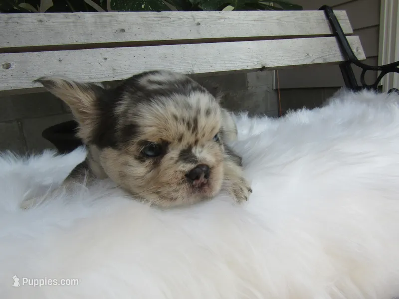 Gus – French Bulldog puppy for sale in Shipshewana, IN