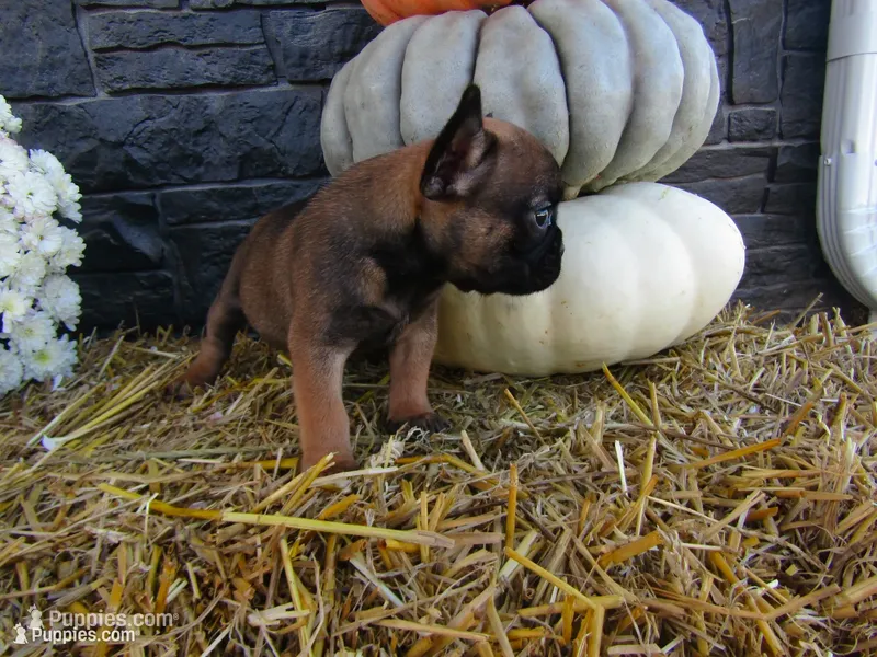 Charlie – French Bulldog, Frenchton puppy for sale in Shipshewana, IN