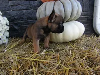 Charlie, a female French Bulldog and Frenchton for sale in Shipshewana, IN – 4 of 5