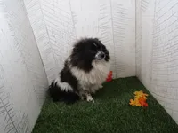 Vera , a female Pomeranian for sale in Shipshewana, IN – 5 of 6