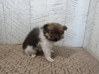 Sally, a female Pomeranian for sale in Shipshewana, IN – 6 of 6