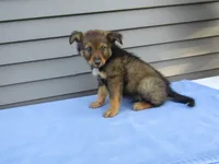 Bear , a male Shetland Sheepdog and Miniature Australian Shepherd for sale in Shipshewana, IN – 3 of 7