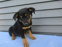 Bentley, a male Shetland Sheepdog and Miniature Australian Shepherd for sale in Shipshewana, IN – 4 of 6