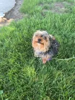 Oscar, a male Yorkshire Terrier and Poodle - Toy  for sale in Shipshewana, IN – 2 of 6