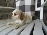 Carla, a male Cocker Spaniel for sale in Shipshewana, IN – 3 of 5