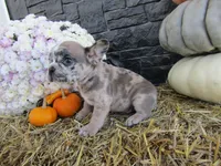 Milo, a female French Bulldog and Frenchton for sale in Shipshewana, IN – 3 of 7