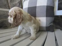 Courtney , a male Cocker Spaniel for sale in Shipshewana, IN – 3 of 6