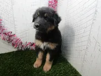 JORGE, a male German Shepherd Dog for sale in Shipshewana, IN – 3 of 7