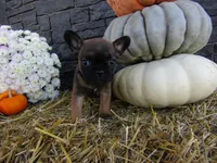 Charlie, a female French Bulldog and Frenchton for sale in Shipshewana, IN – 2 of 5