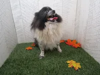Vera , a female Pomeranian for sale in Shipshewana, IN – 2 of 6