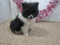 Gabe Teacup, a male Pomeranian for sale in Shipshewana, IN – 5 of 5