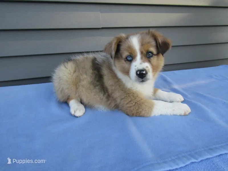 Beauty – Shetland Sheepdog, Miniature Australian Shepherd puppy for sale in Shipshewana, IN