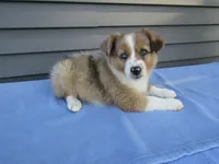 Beauty, a female Shetland Sheepdog and Miniature Australian Shepherd for sale in Shipshewana, IN – 1 of 1