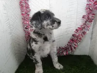 Justin , a male German Shepherd Dog for sale in Shipshewana, IN – 2 of 7