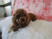 Riley Teacup, a female Poodle - Toy  for sale in Shipshewana, IN – 5 of 8