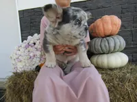 Gus Fluffy , a male French Bulldog for sale in Shipshewana, IN – 5 of 7