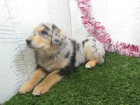 Jake, a male German Shepherd Dog for sale in Shipshewana, IN – 4 of 5