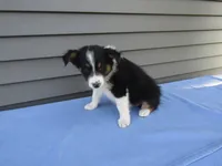Bubbles, a female Shetland Sheepdog and Australian Shepherd for sale in Shipshewana, IN – 4 of 4