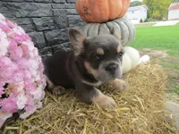 Theo Long hair , a male French Bulldog for sale in Shipshewana, IN – 3 of 6