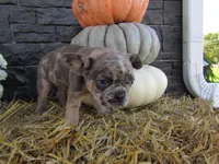 Leo, a female French Bulldog and Frenchton for sale in Shipshewana, IN – 4 of 5