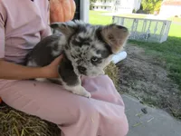 Gus Fluffy , a male French Bulldog for sale in Shipshewana, IN – 6 of 7