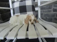 Jaki, a female Cocker Spaniel for sale in Shipshewana, IN – 2 of 5