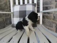 Charles , a male Cocker Spaniel for sale in Shipshewana, IN – 5 of 5
