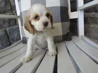 Courtney , a male Cocker Spaniel for sale in Shipshewana, IN – 4 of 6