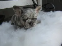 Brody, a male French Bulldog for sale in Shipshewana, IN – 2 of 7