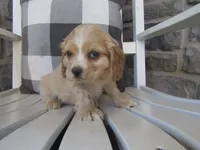 Clay , a male Cocker Spaniel for sale in Shipshewana, IN – 6 of 6