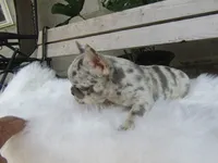 Brody, a male French Bulldog for sale in Shipshewana, IN – 5 of 7