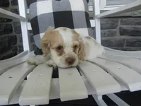 Jaki, a female Cocker Spaniel for sale in Shipshewana, IN – 5 of 5