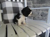 Charles , a male Cocker Spaniel for sale in Shipshewana, IN – 2 of 5
