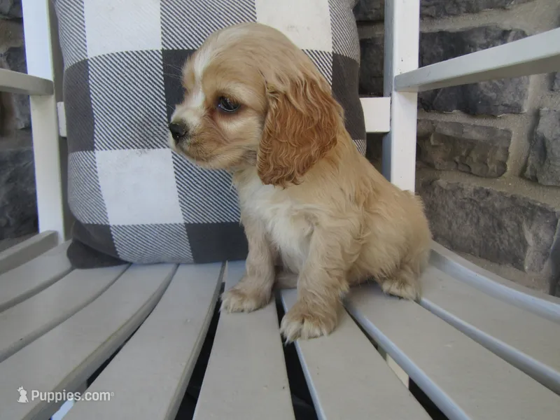 Clay  – Cocker Spaniel puppy for sale in Shipshewana, IN