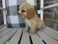 Clay , a male Cocker Spaniel for sale in Shipshewana, IN – 1 of 6