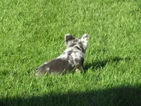 Gus Fluffy , a male French Bulldog for sale in Shipshewana, IN – 4 of 7