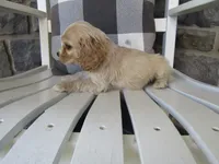 Clay , a male Cocker Spaniel for sale in Shipshewana, IN – 3 of 6