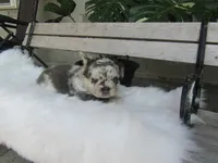 Gus, a male French Bulldog for sale in Shipshewana, IN – 5 of 6