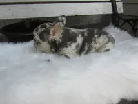 Jake, a male French Bulldog for sale in Shipshewana, IN – 3 of 5