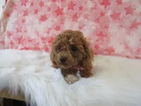 Riley Teacup, a female Poodle - Toy  for sale in Shipshewana, IN – 6 of 8