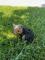 Oscar, a male Yorkshire Terrier and Poodle - Toy  for sale in Shipshewana, IN – 6 of 6