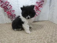 Gabe Teacup, a male Pomeranian for sale in Shipshewana, IN – 1 of 5